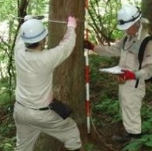 森林域における放射性セシウム分布及び樹木の放射性セシウム濃度の予測